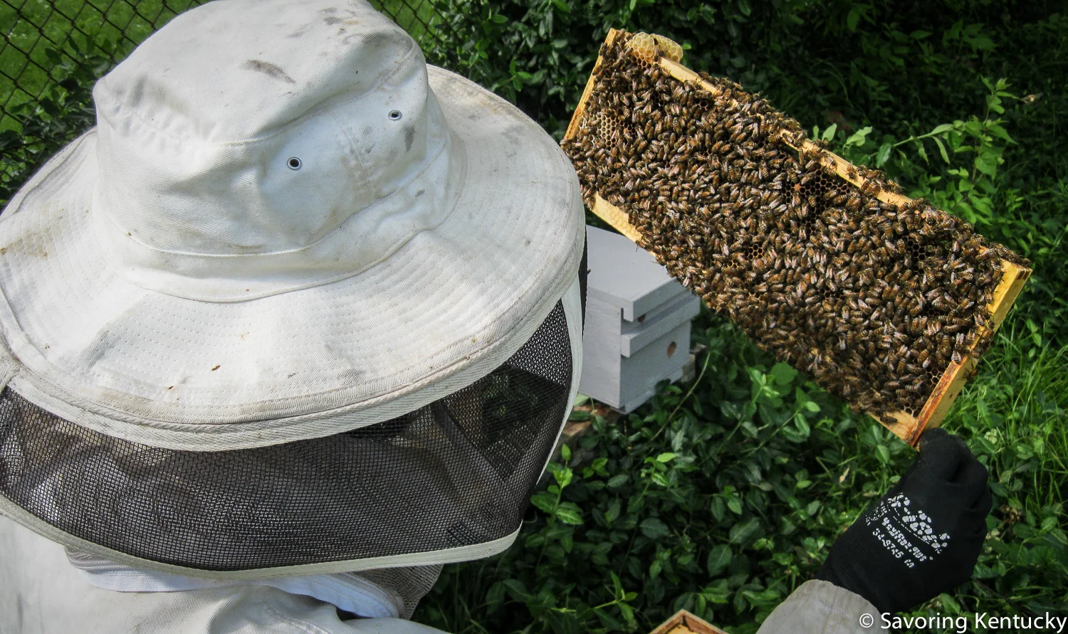 oebgbees-2.jpg