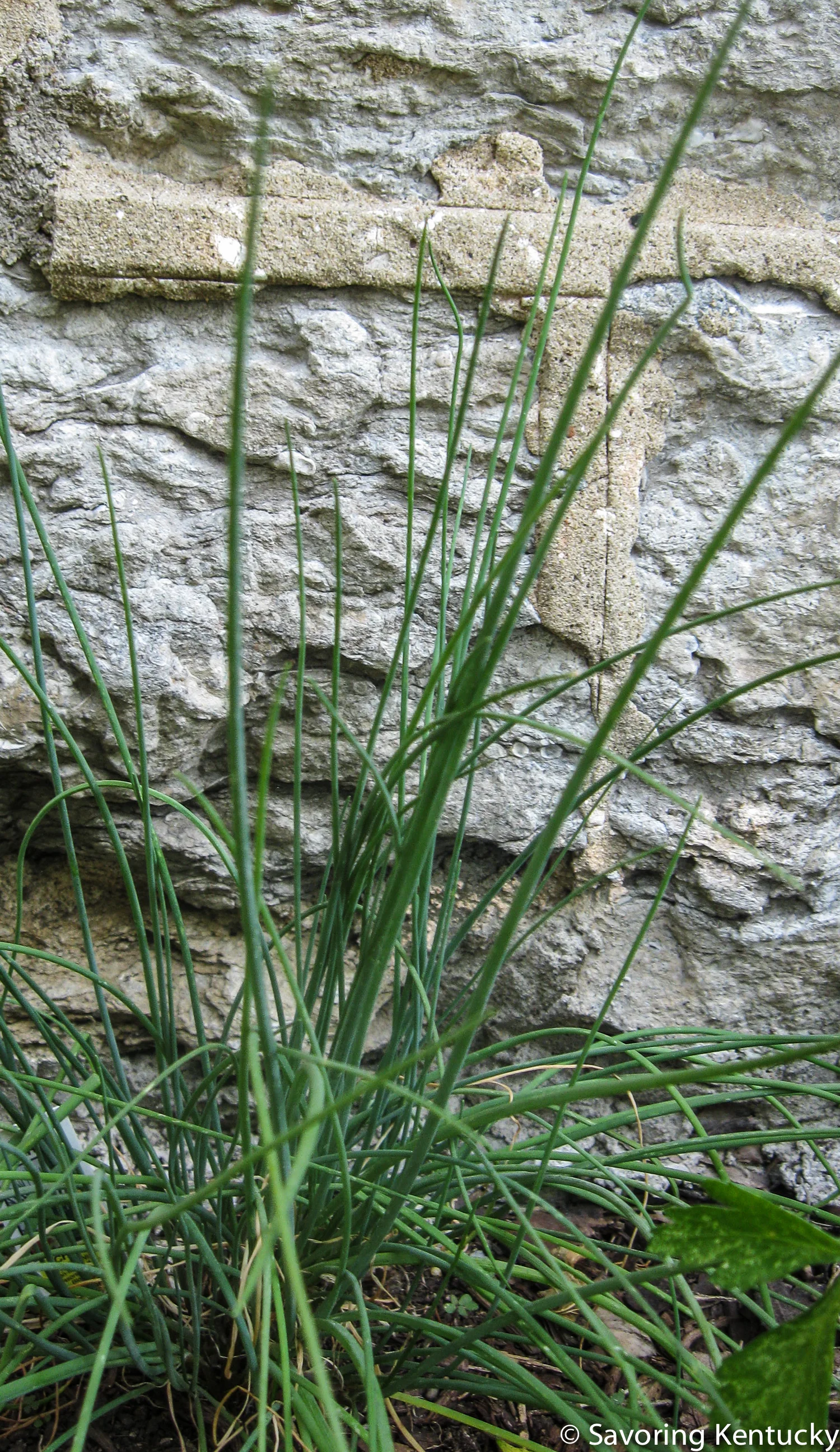 herbs1-2.jpg