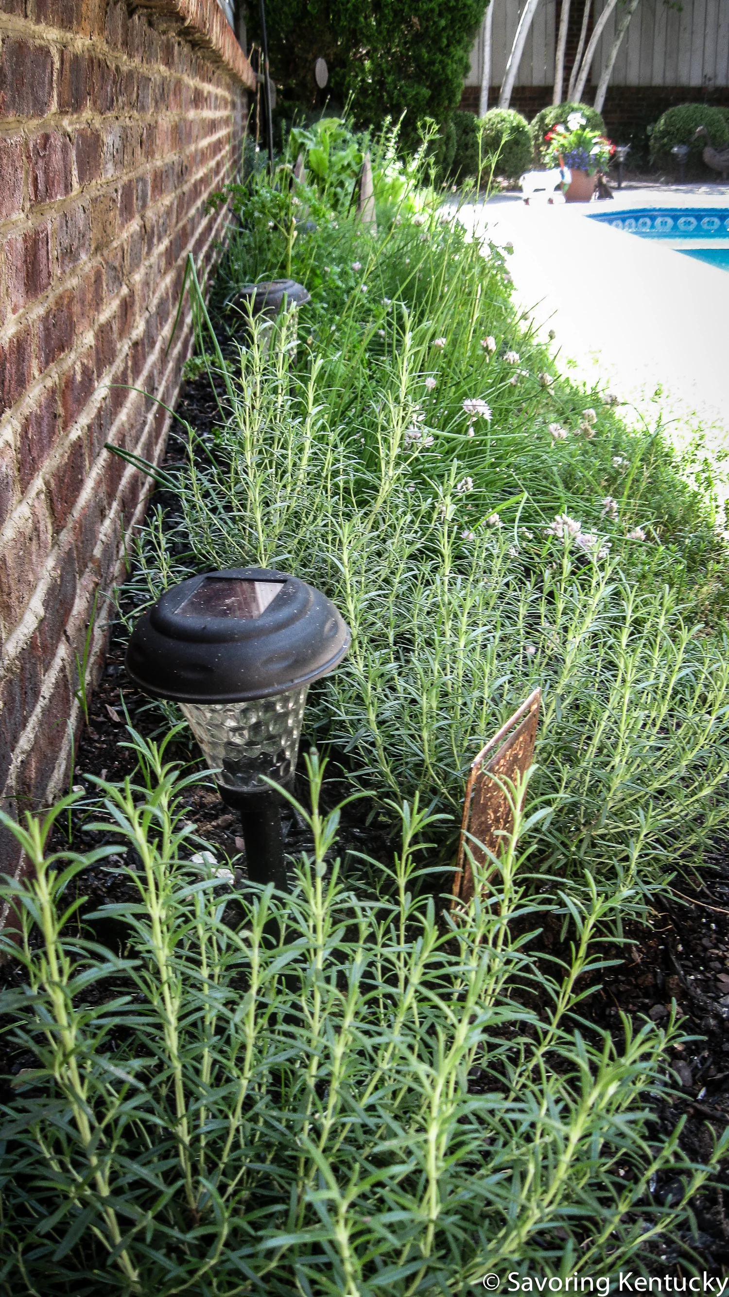 herbs3.jpg