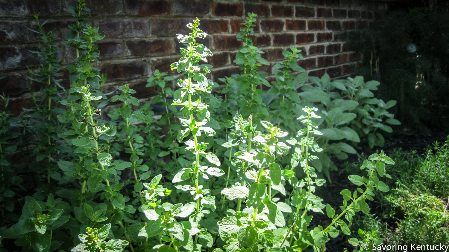 herbs3-2.jpg