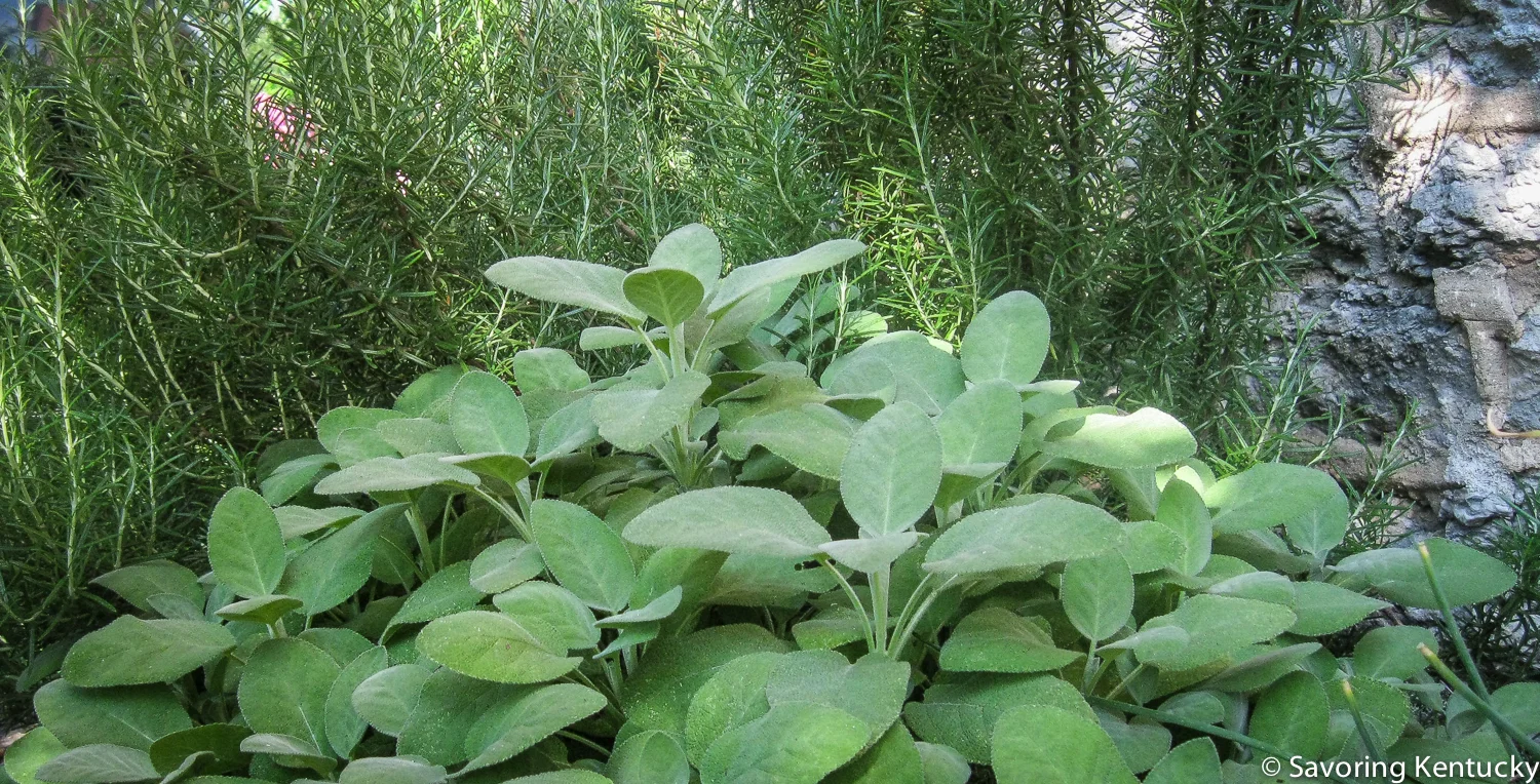 herbs-3.jpg
