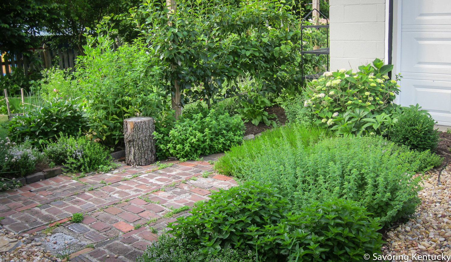 herbs-2.jpg