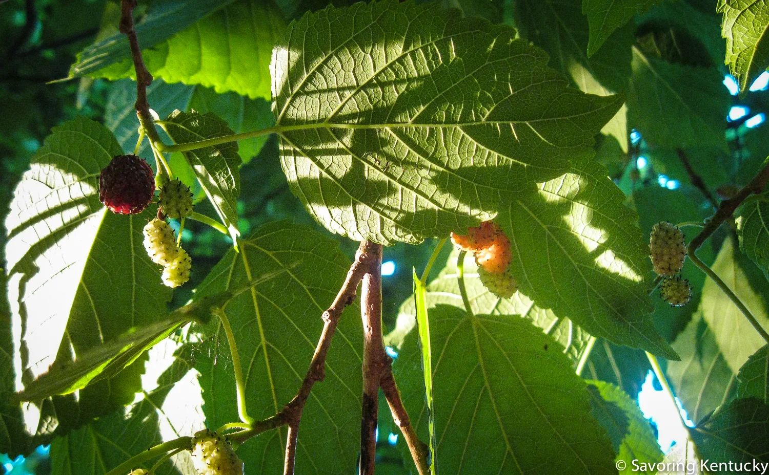 mulberry-3.jpg