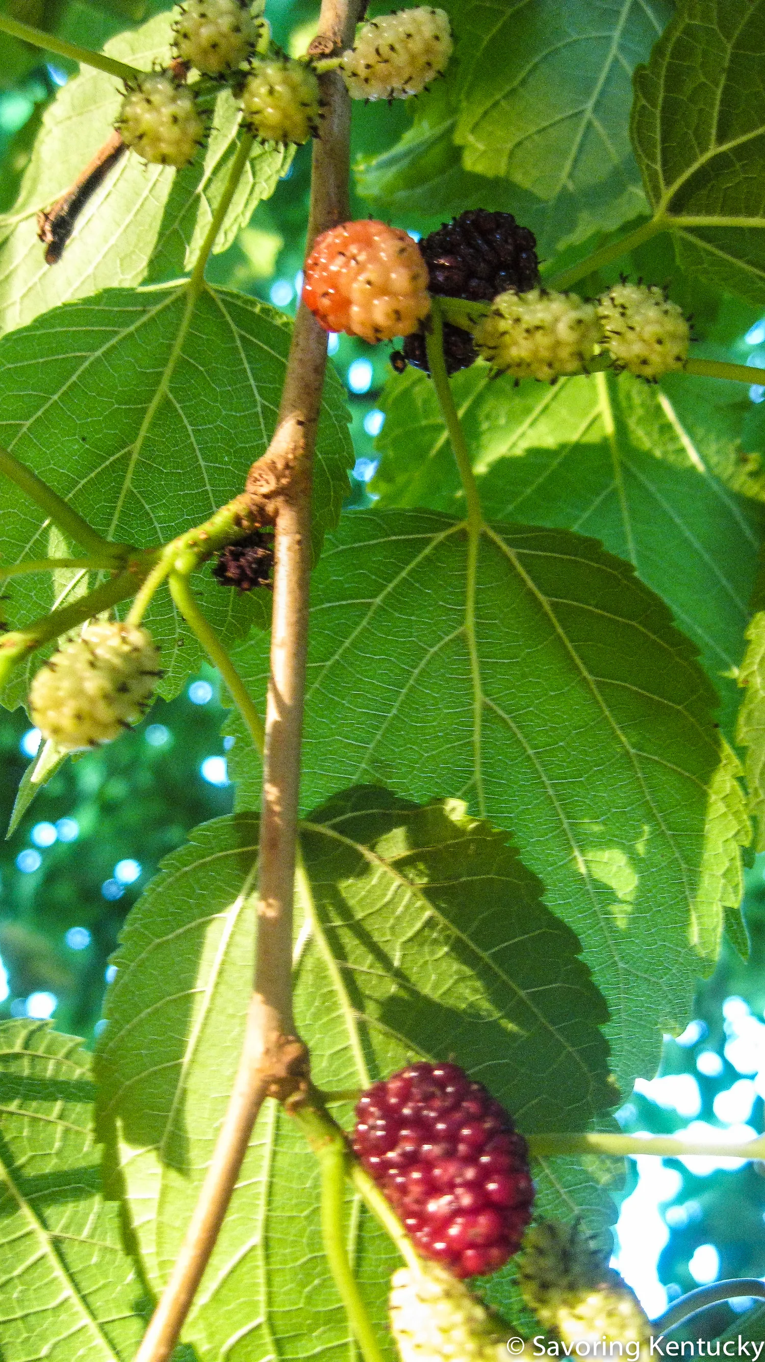 mulberry-4.jpg