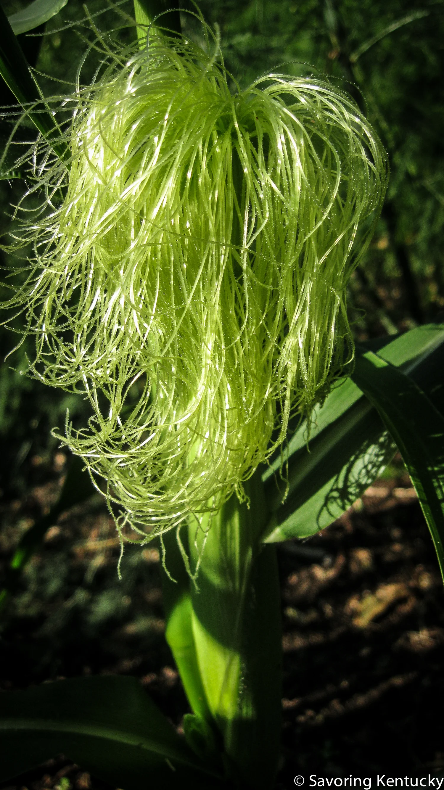 cornplants-2.jpg