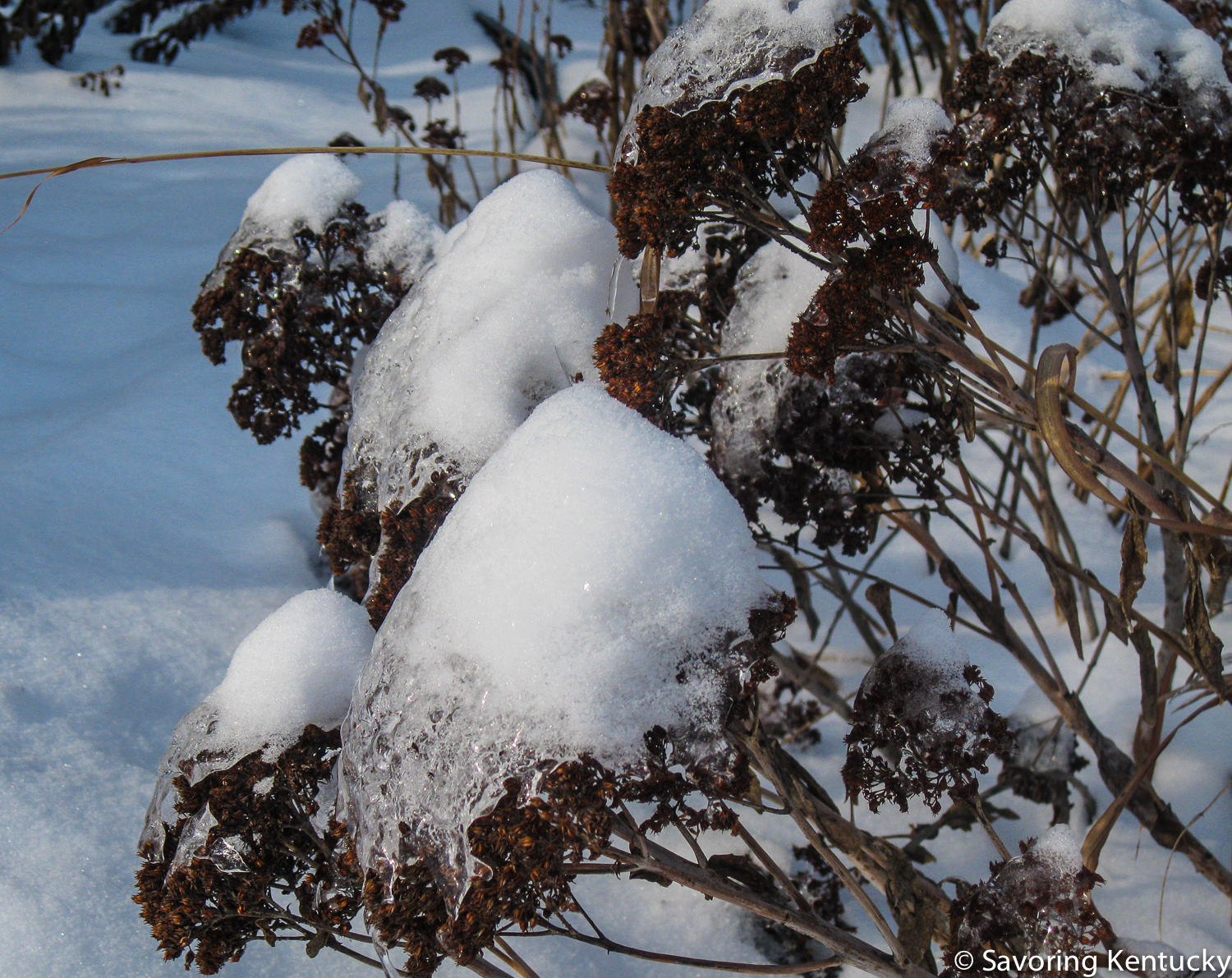 snowtopping-2.jpg