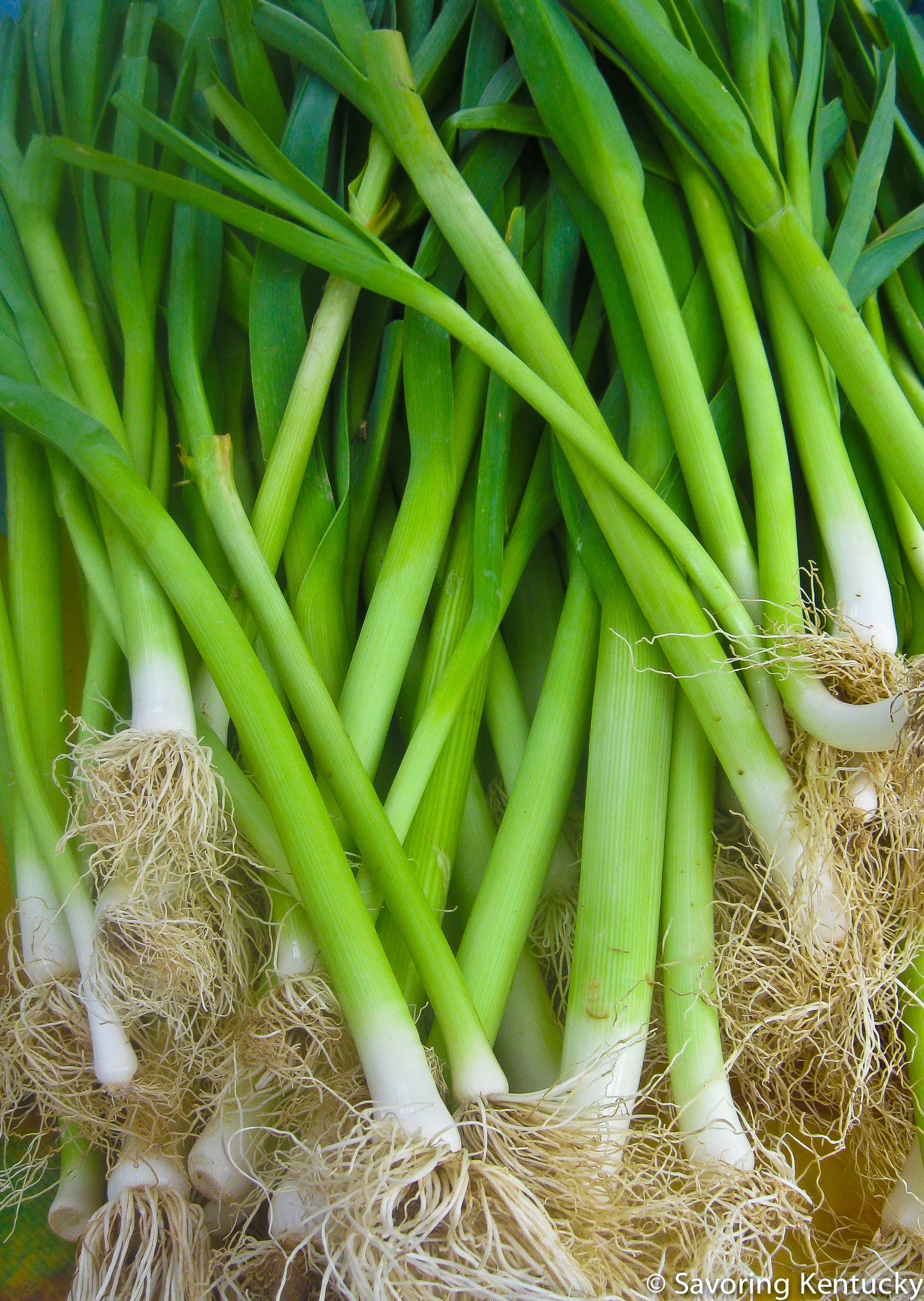 greengarlic.jpg
