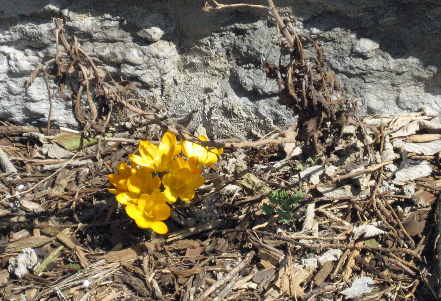 yellowcrocus.jpg