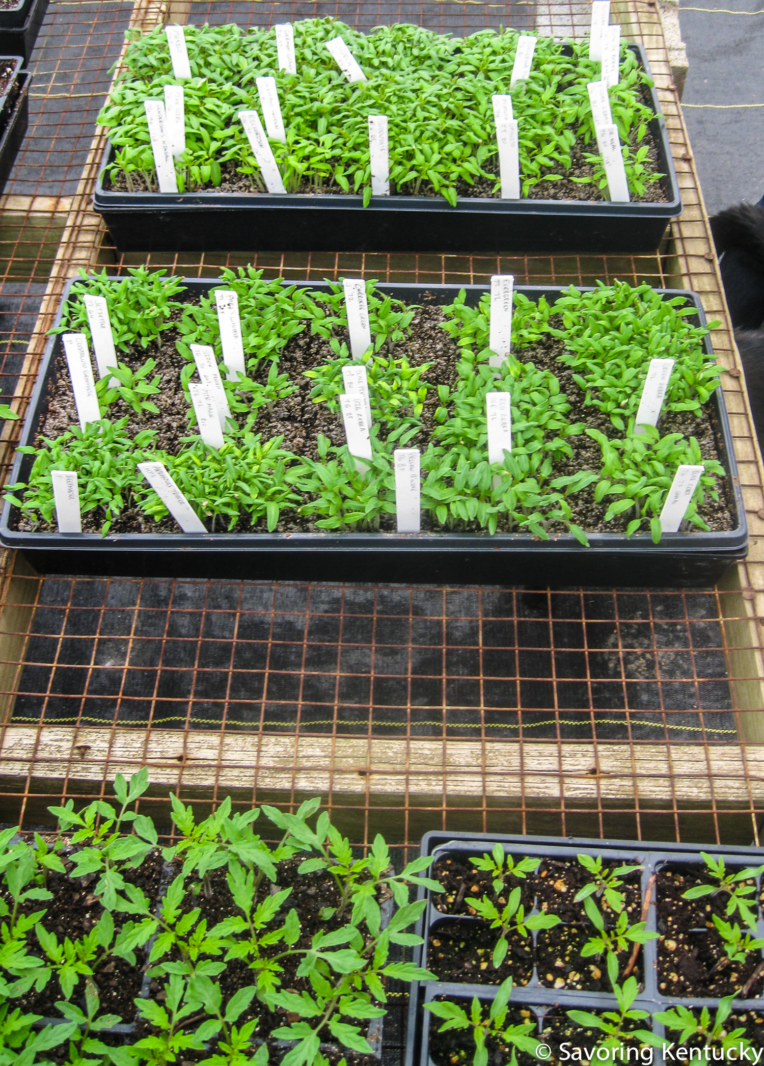 Seedlings at Henkle's Herbs & Heirlooms, March, 2014