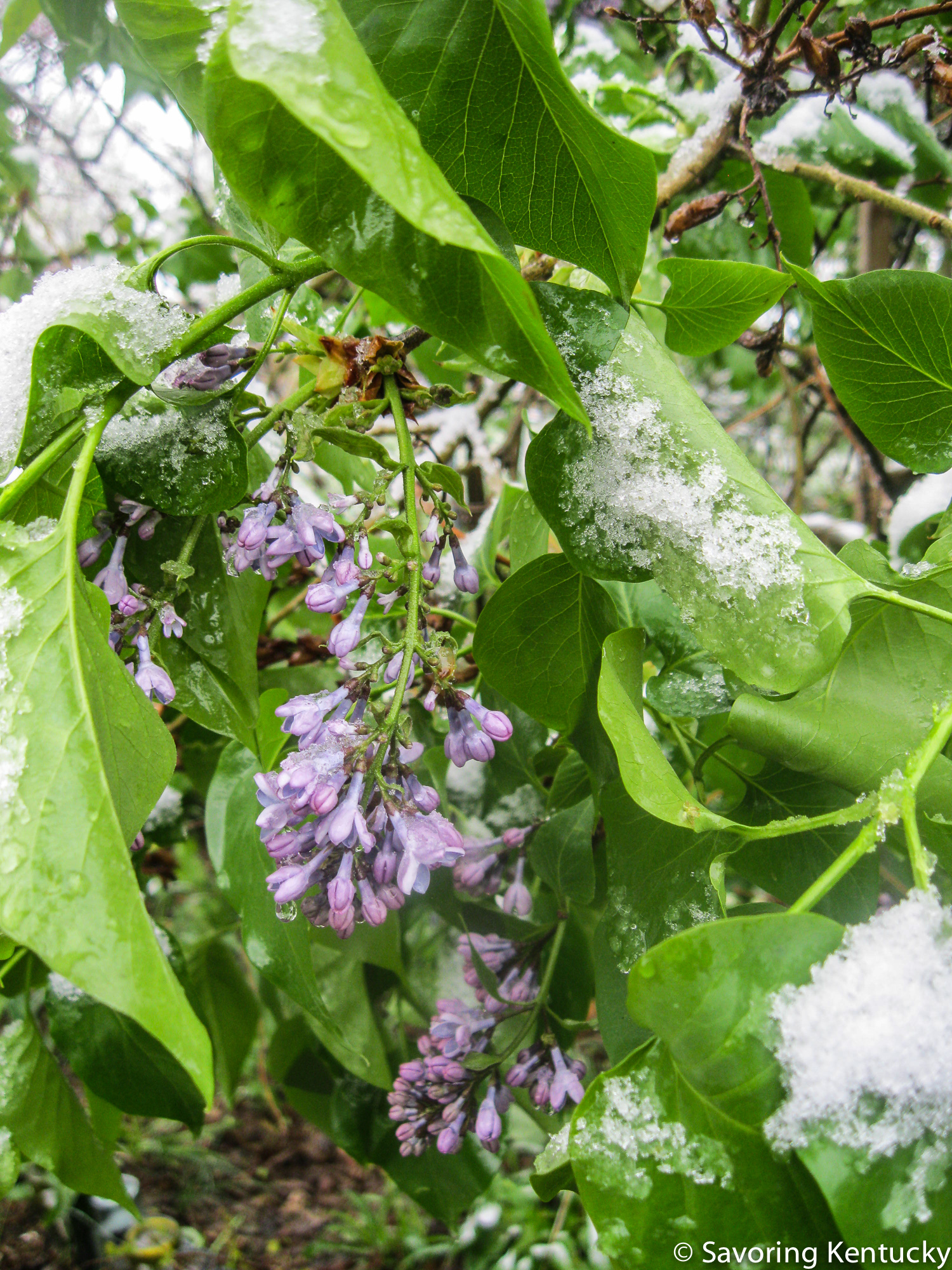 beforeandaftersnow-2.jpg