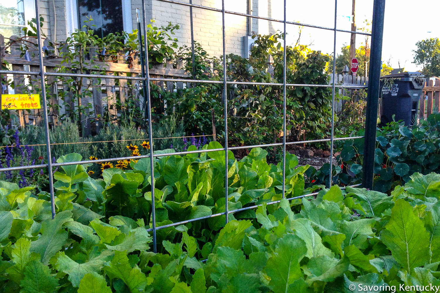 One view of 4th Street Farm, Lexington, Kentucky, summer 2013