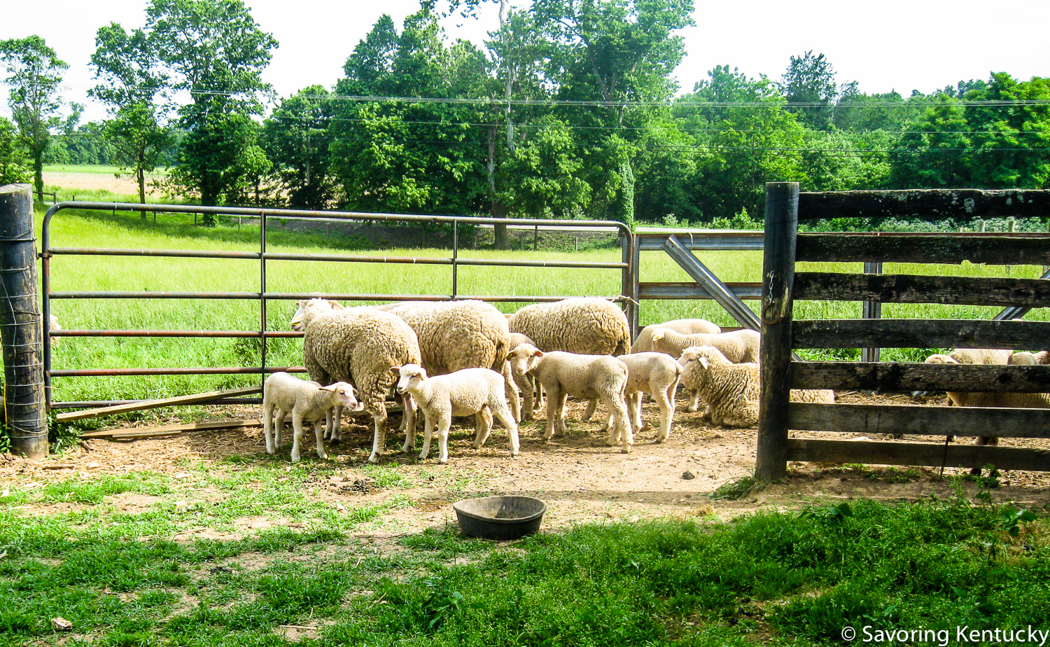 Sheep and lambs at Elmwood Stock Farm, Scott County, Kentucky.