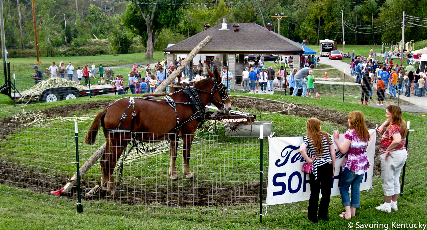 This handsome animal drew part of the big crowd at the Morgan County Sorghum Festival in 2012, where Danny Townsend of Townsend's Sorghum Mill demonstrates how to cook perfect, natural, one-ingredient sorghum.