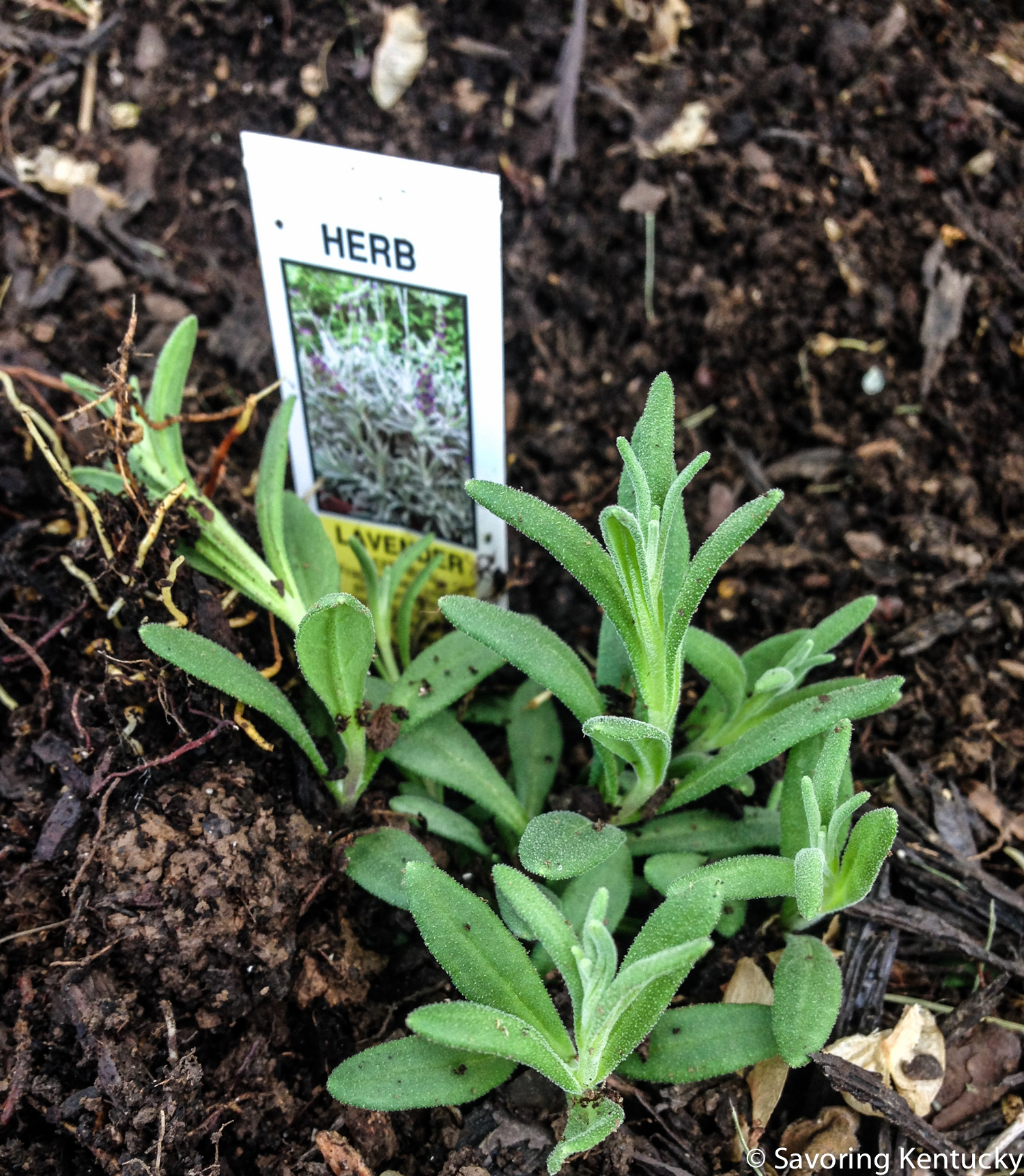 Replanting what a harsh winter took away.