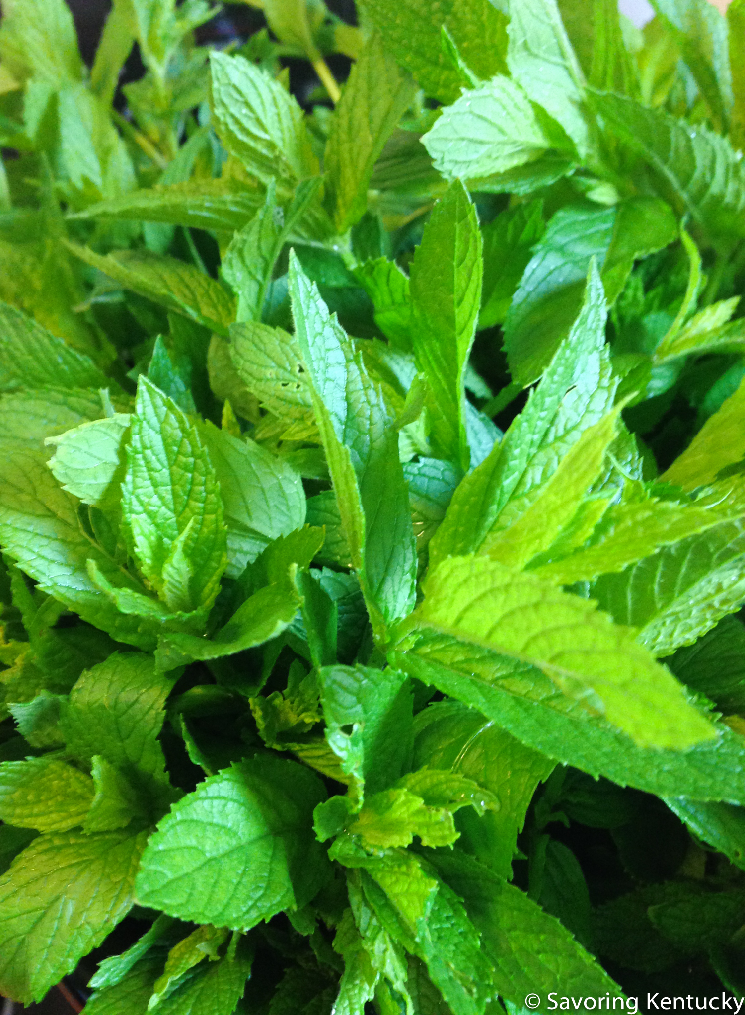 Freshly minted ideas and fresh fall mint bring good energy as the growing season comes to a close.