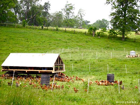 Elmwood Stock Farm Chicken Tractor