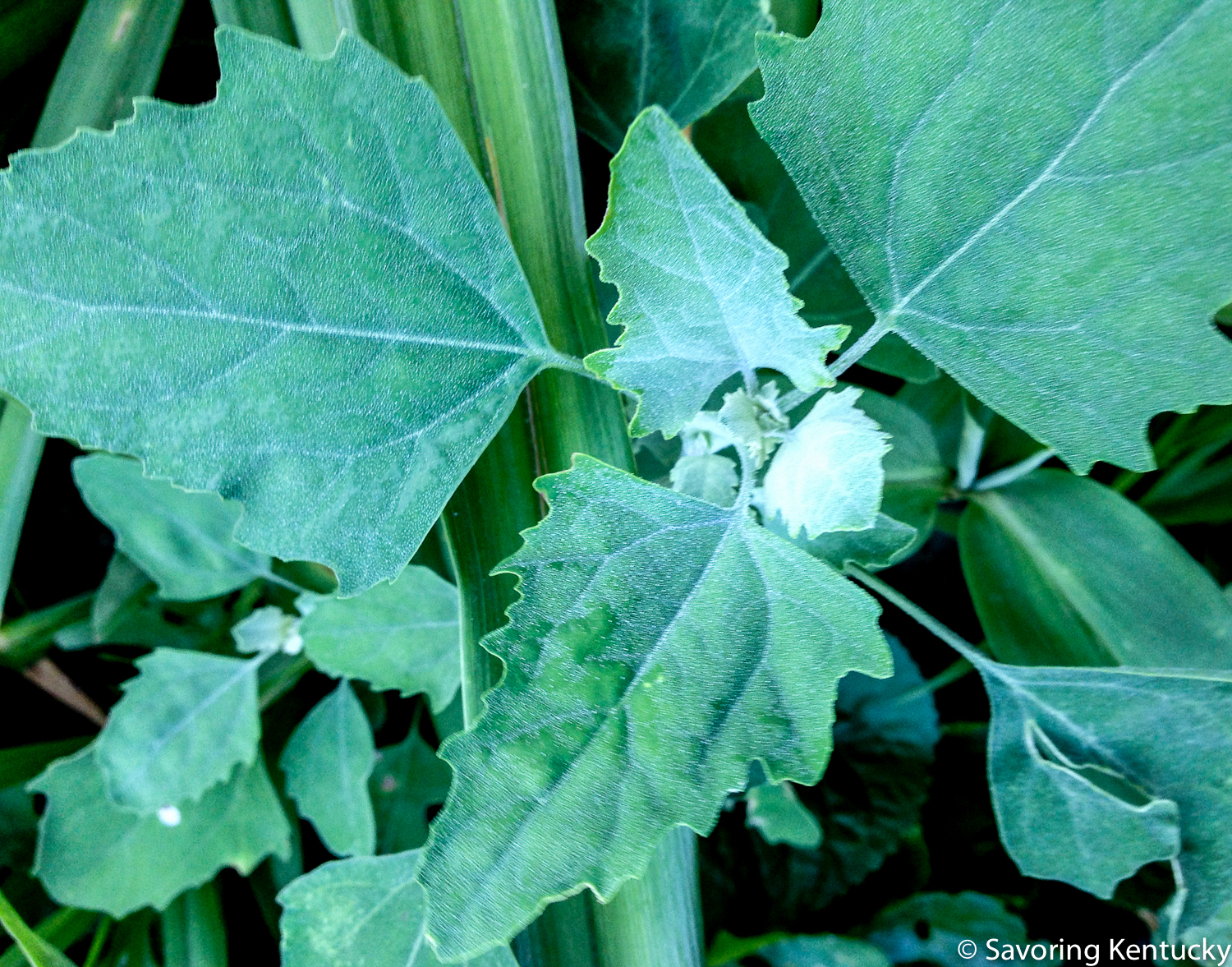 Snapped a pic and then snapped the plant itself yesterday, just around the corner from my downtown house. Lambsquarters are ubiquitous.