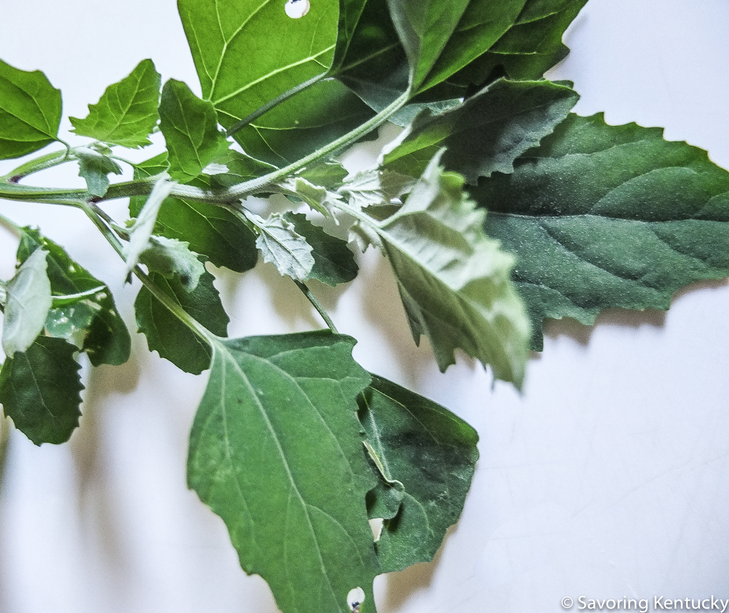 We've followed advice to eat the tender tops of young plants, to wash thoroughly, and to avoid the stems.