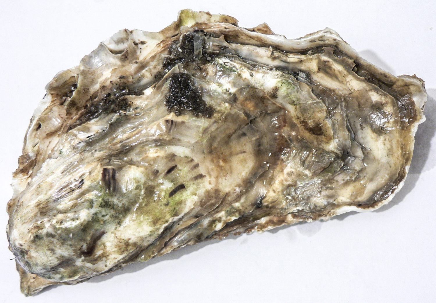 Crassotrea gigas , photographed by David.Monniaux and used with Creative Commons permission via Wikimedia Commons. Thank you!