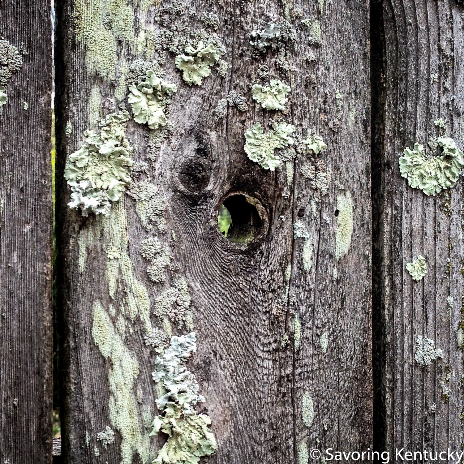 Fence and lichens, Miller Street.