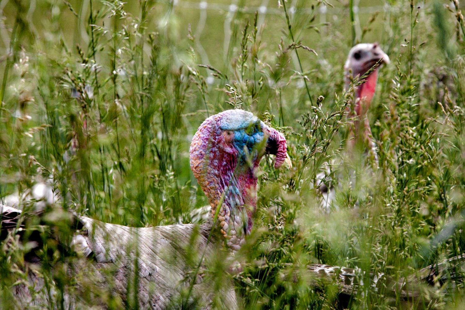 Turkeys in tall grasses at Elmwood Stock Farm. Photograph by Sarah Jane Sanders.