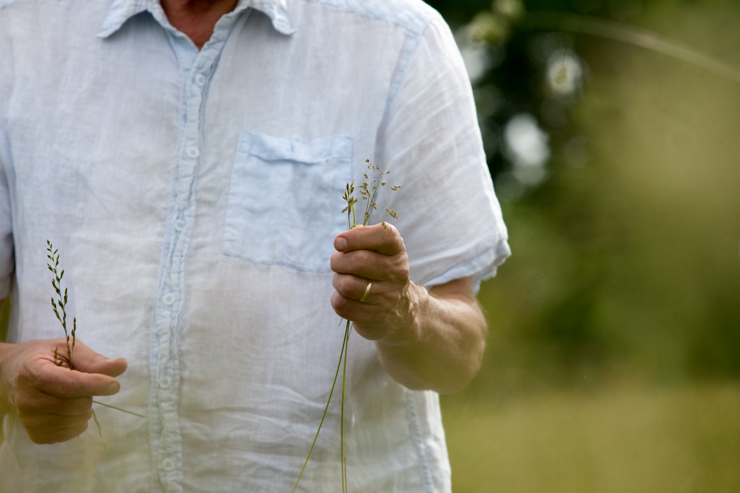 Mac Stone holds the grass that makes all the difference at Elmwood Stock Farm. Photo by Sarah Jane Sanders.