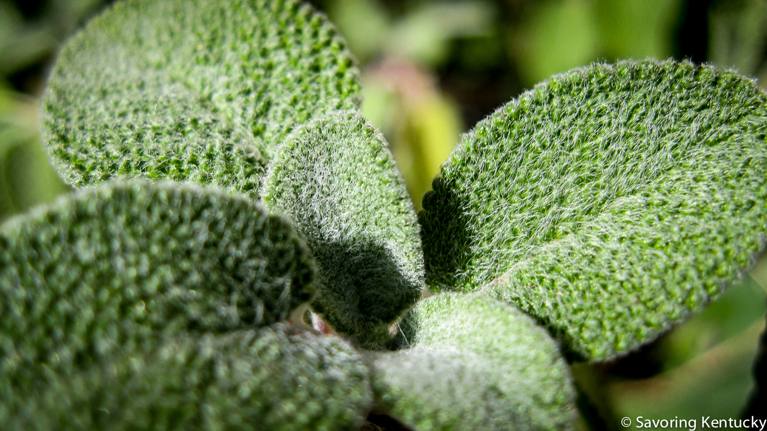 Fresh sage from the Campsie garden. For many, sage "tastes like Thanksgiving."