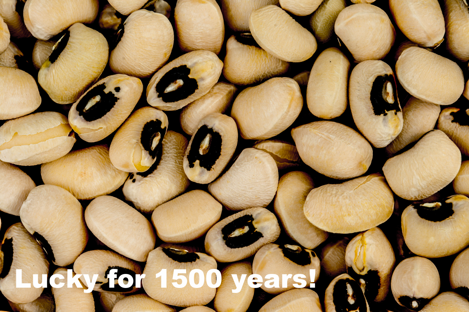 Black-eyed peas ( Vigna unguiculata subsp. unguiculata .) Photo credit: "BlackEyedPeas" by Toby Hudson - Own work. Licensed under CC BY-SA 3.0 via Commons - https://commons.wikimedia.org/wiki/File:BlackEyedPeas.JPG#/media/File:BlackEyedPeas.JPG