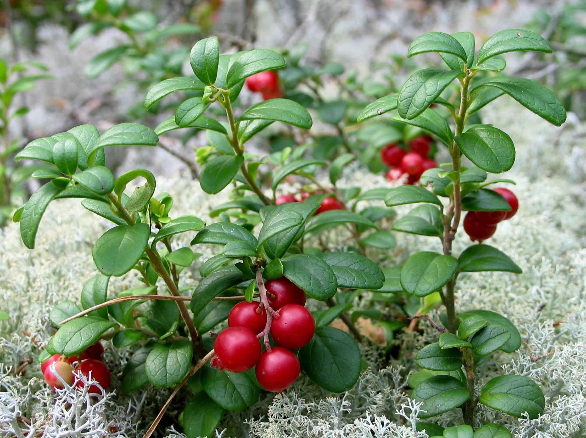 Lingonberries in Sweden. Photo Credit: "Vaccinium vitis-idaea 20060824 003" by Jonas Bergsten - Photo taken by Jonas Bergsten using a Canon PowerShot G3.. Licensed under Public Domain via Commons - https://commons.wikimedia.org/wiki/File:Vaccinium_vitis-idaea_20060824_003.jpg#/media/File:Vaccinium_vitis-idaea_20060824_003.jpg