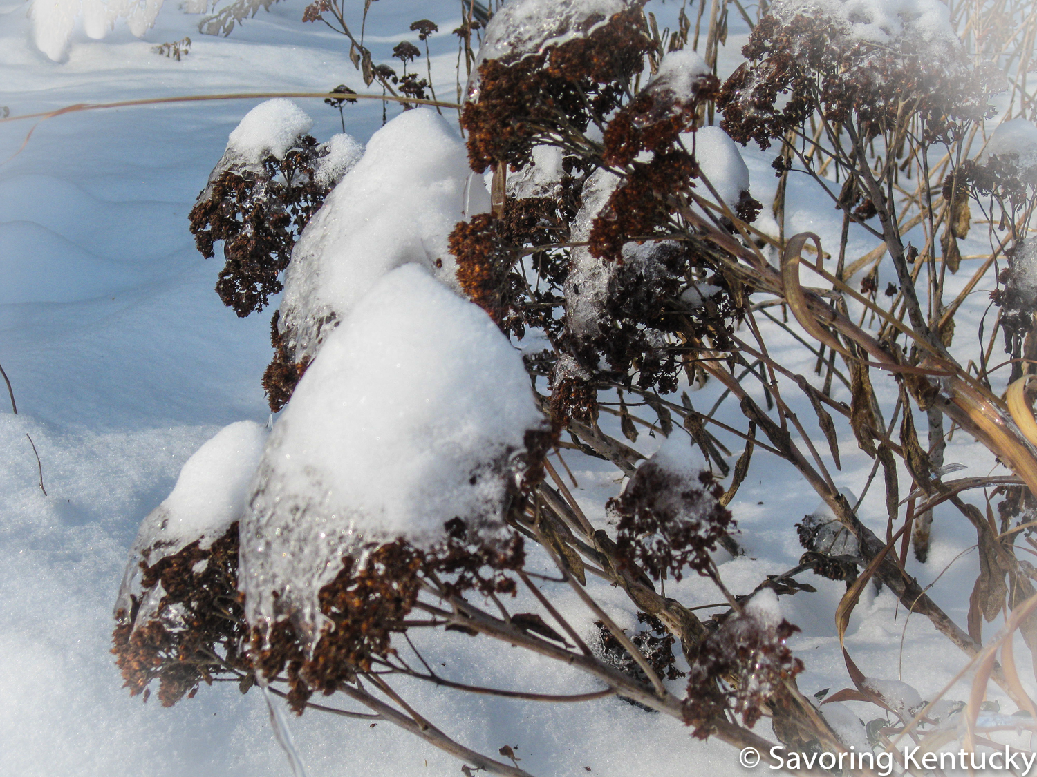 Snow on Autumn Joy sedum, a gift from Mother and Dad, thriving in and beautifying the Campsie garden decades later.