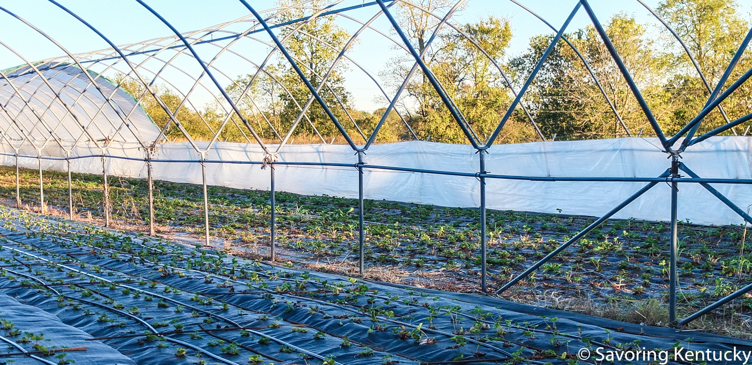 One face of sustainable production: Elmwood Stock Farm, fall 2015.