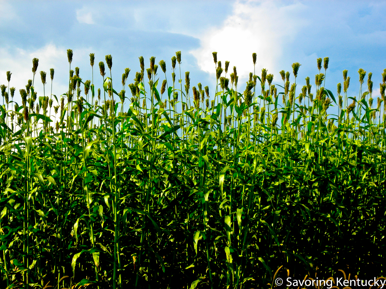 Sweet sorghum cane in the field at Townsend Sorghum Mill , Jeffersonville, Kentucky
