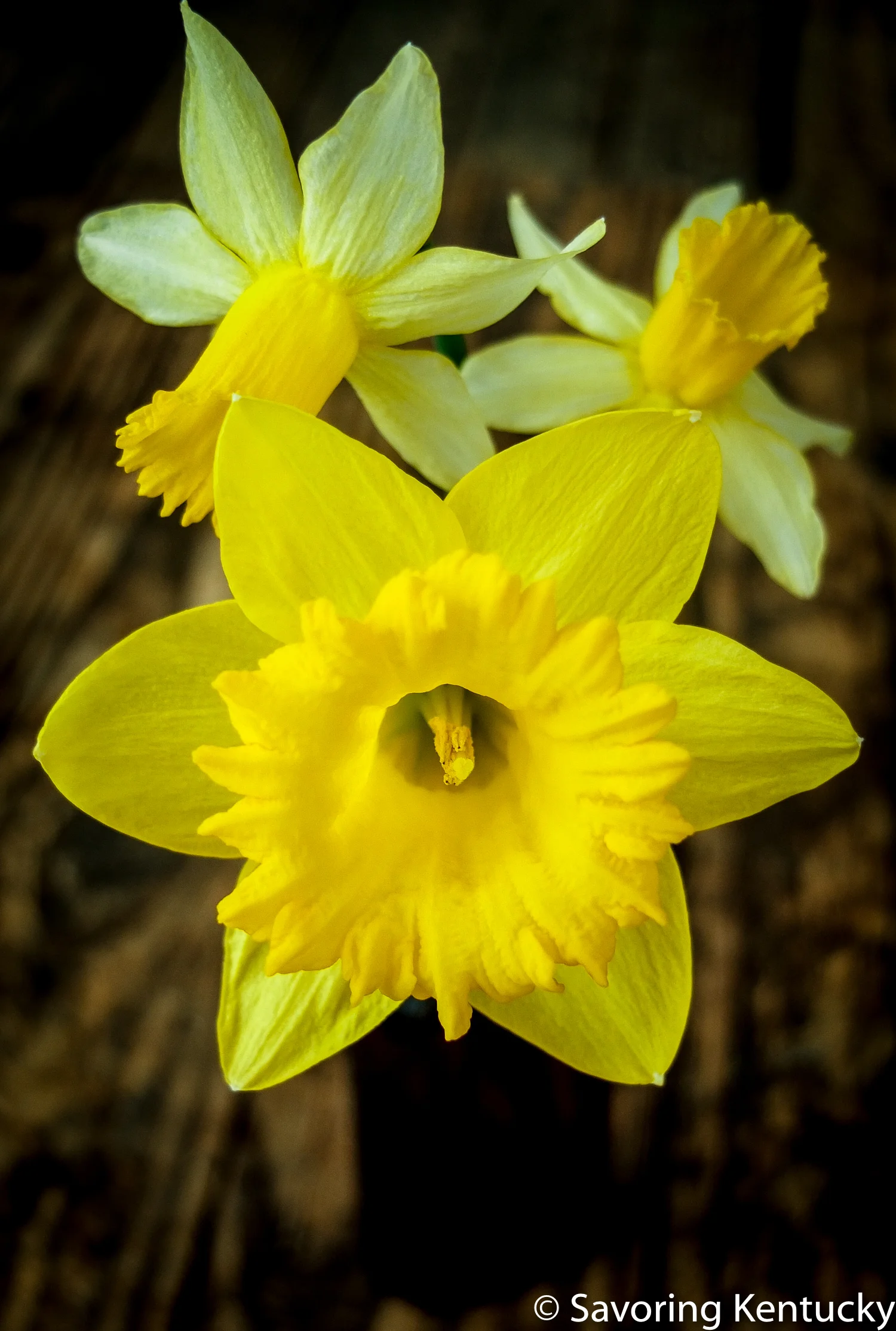 King Alfred dominates by size, but the two sweet smaller blooms hold top place in my heart. They are transplants from a legendary stand in a bend on the road to my childhood home—near "Uncle Harry's"/"Aunt Georgia's"/"Carol's" house. See photos below.
