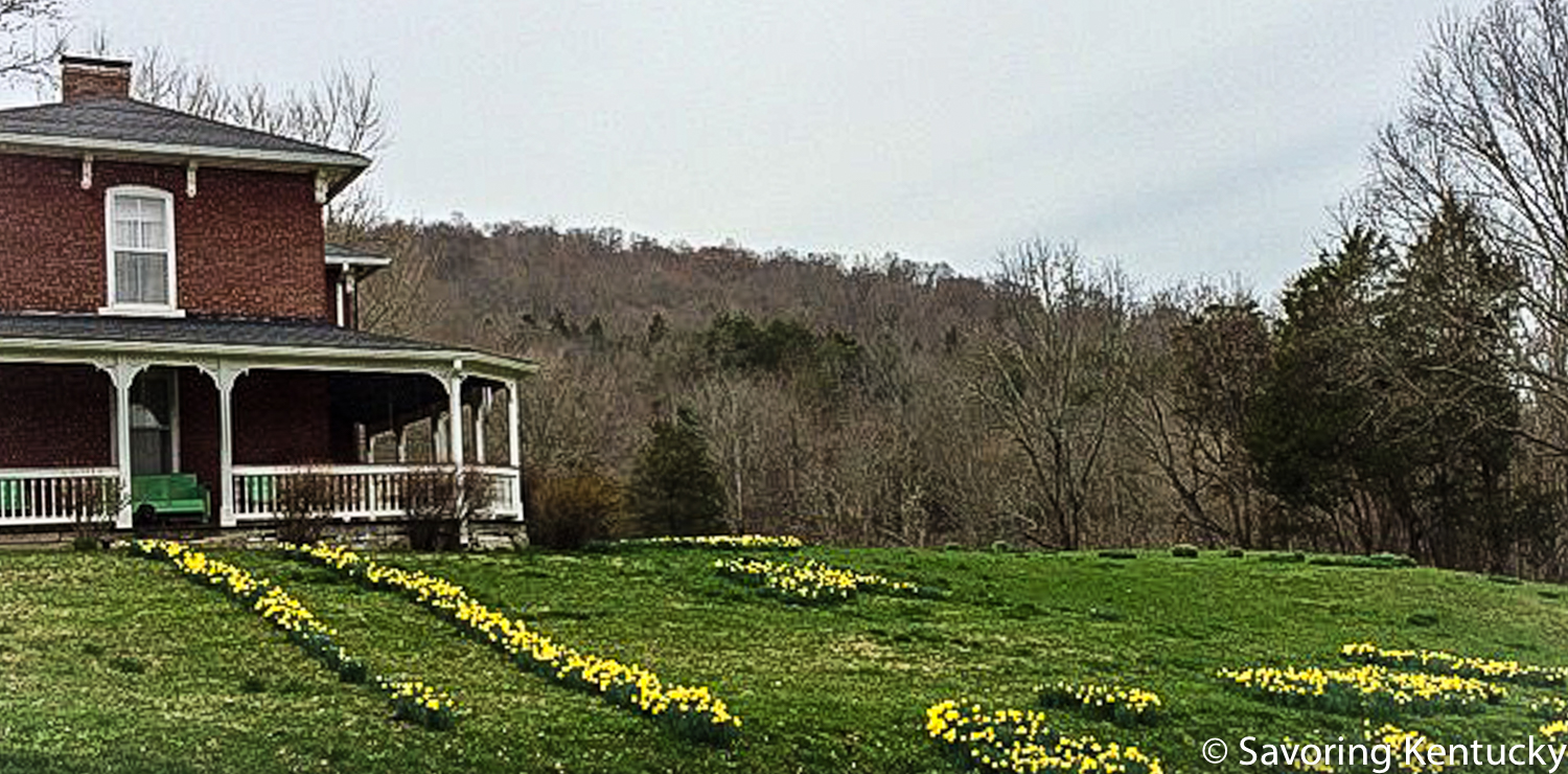 My grandfather Rhodes Roberts, born in 1875, helped make the bricks for this Wayne County house when he was young, and later lived in it for about the last 10 years of his life. During my life it has been the home of Harry and Georgia Roberts and their six children, one of whom now owns the house—and the daffodils. The house and its beloved inhabitants sheltered me and made a treasured second home for me as I grew up.