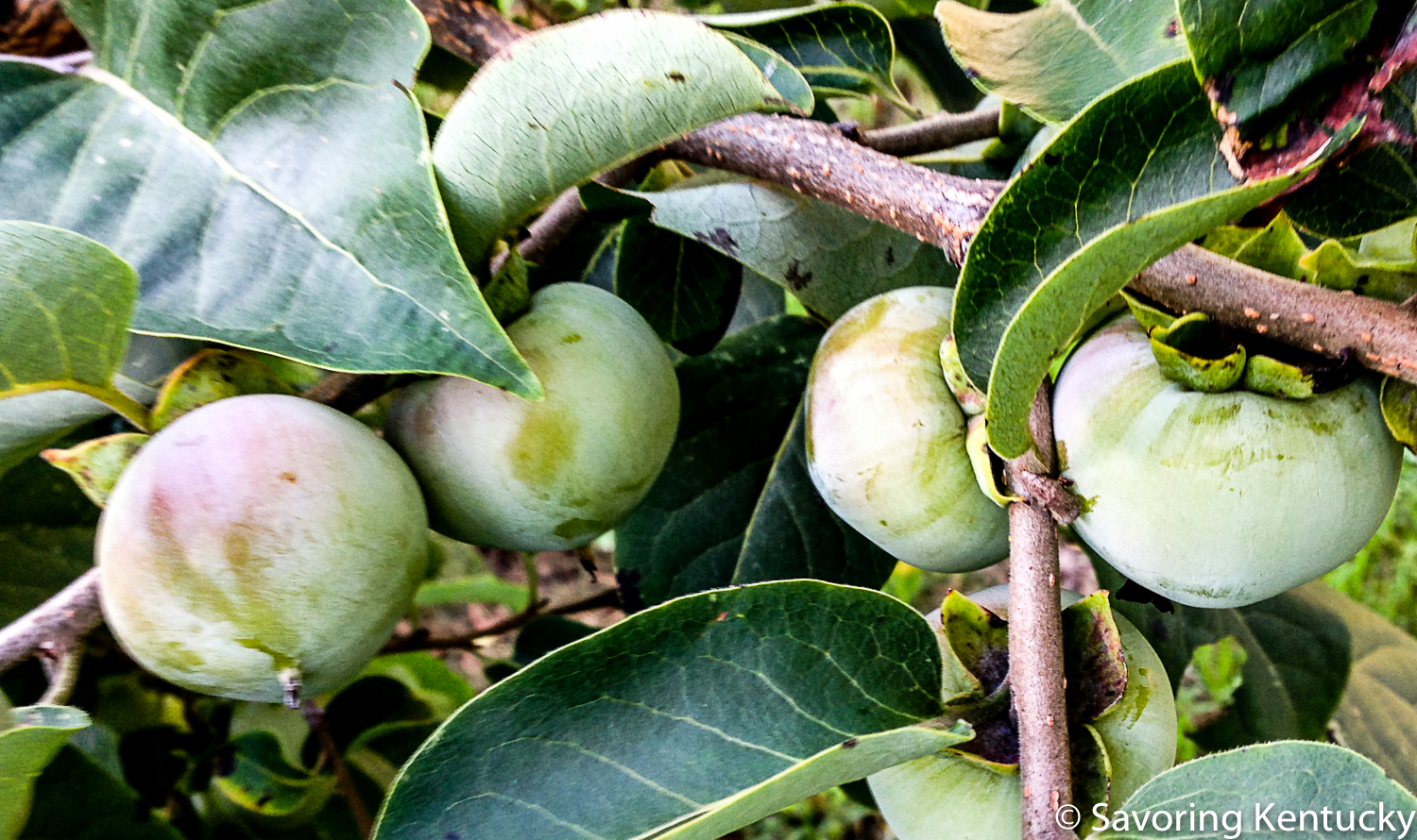 First blush, first hint of the rich, burnt orange color of the fully ripened persimmon fruit for 2016