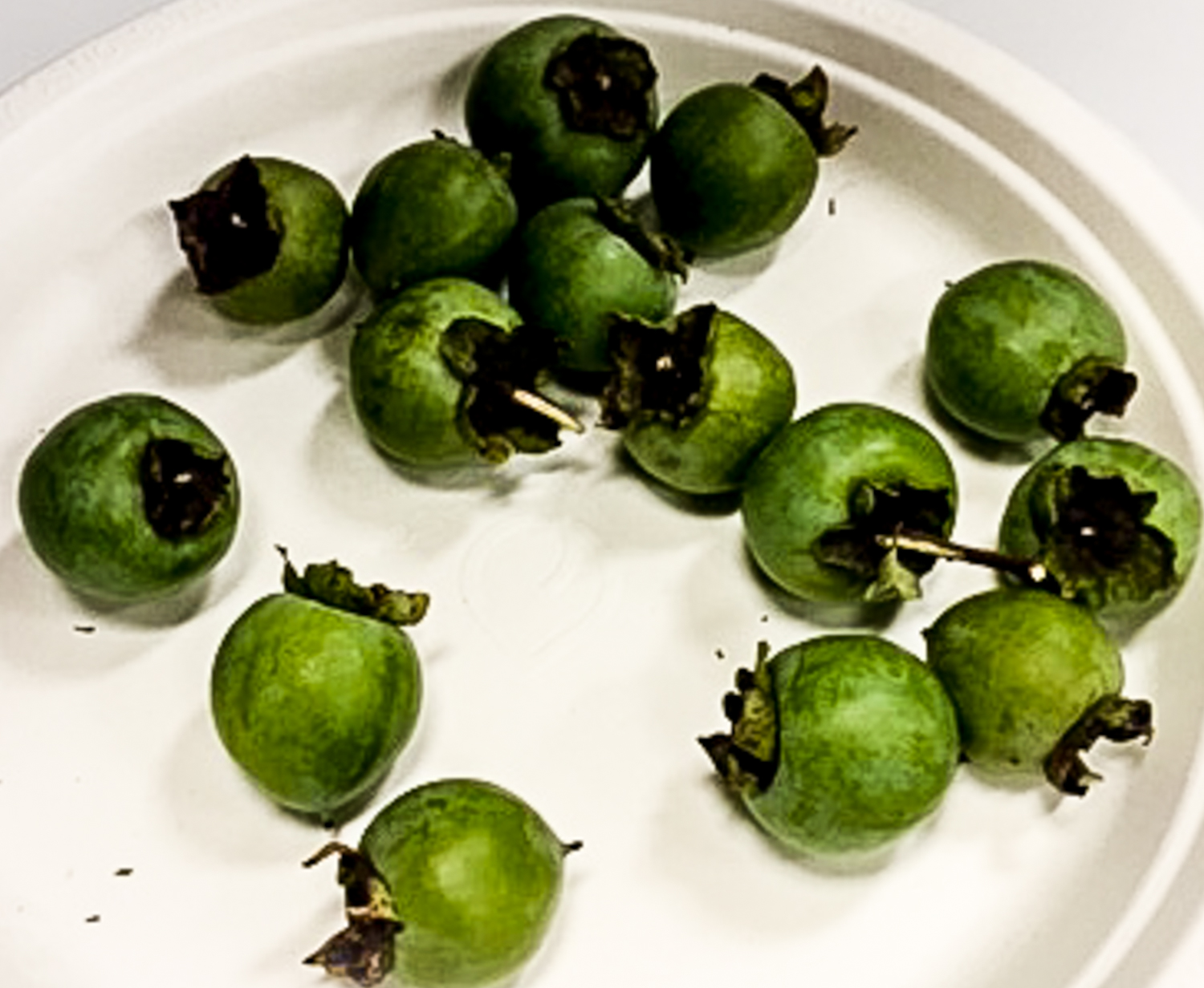 When Chef Ouita Michel visited the Kentucky State Fair two weeks ago, she discovered that wild persimmons and pawpaws had to be entered and judged in their unripened, green phase. Phew! Photo credit: Ouita Michel--thank you!