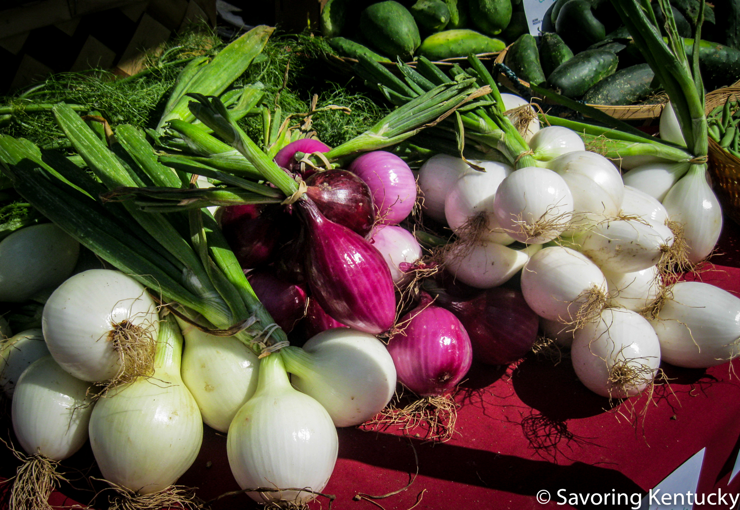 Both the small bulbs and greens on these early season onions offer a world of flavor opportunities. Most likely these beauties grew at Stonehedge Farm Produce in Woodford County, Kentucky.