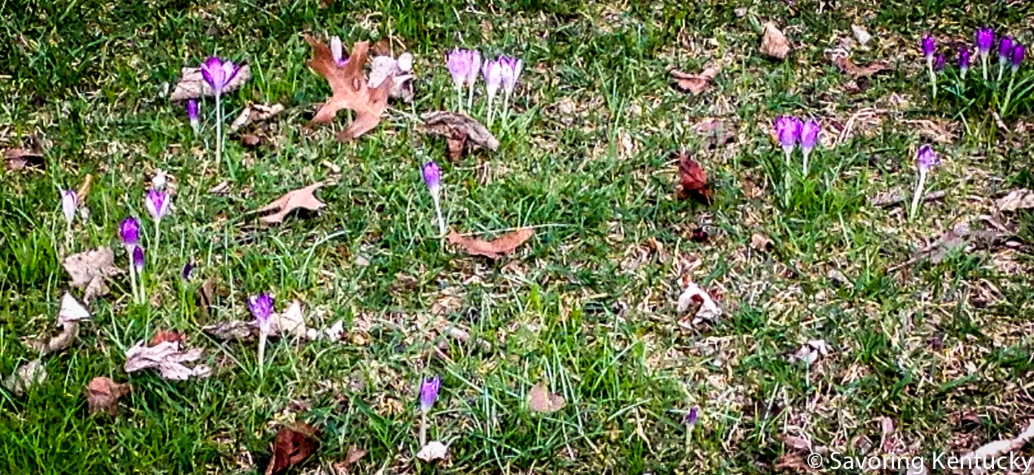 Spring crocuses on N. Martin Luther King Boulevard, Lexington, Kentucky, January 31, 2017