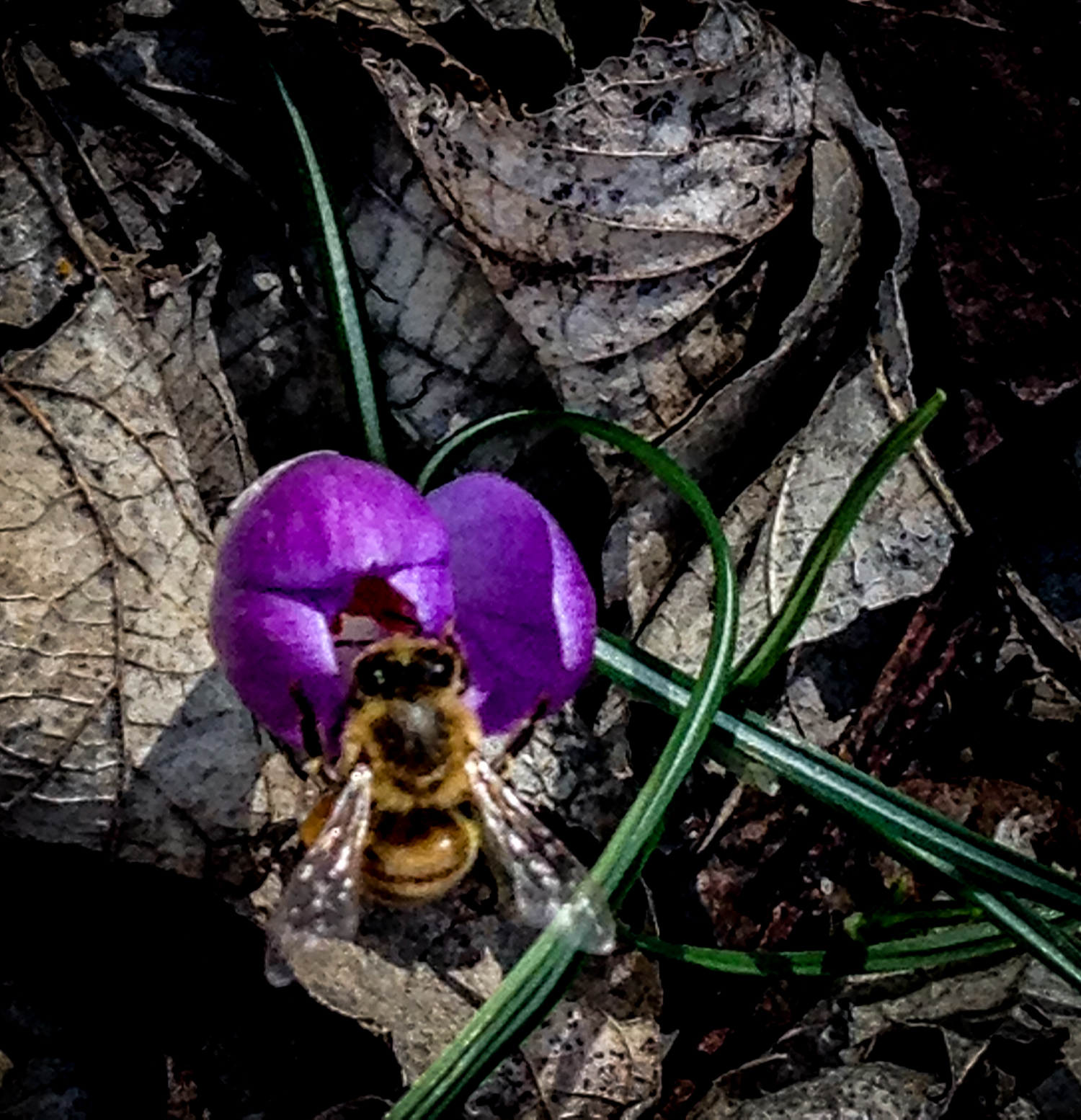 February 12, 2017. The first time I've seen crocuses blooming on Lincoln's birthday. Busy bee came immediately.
