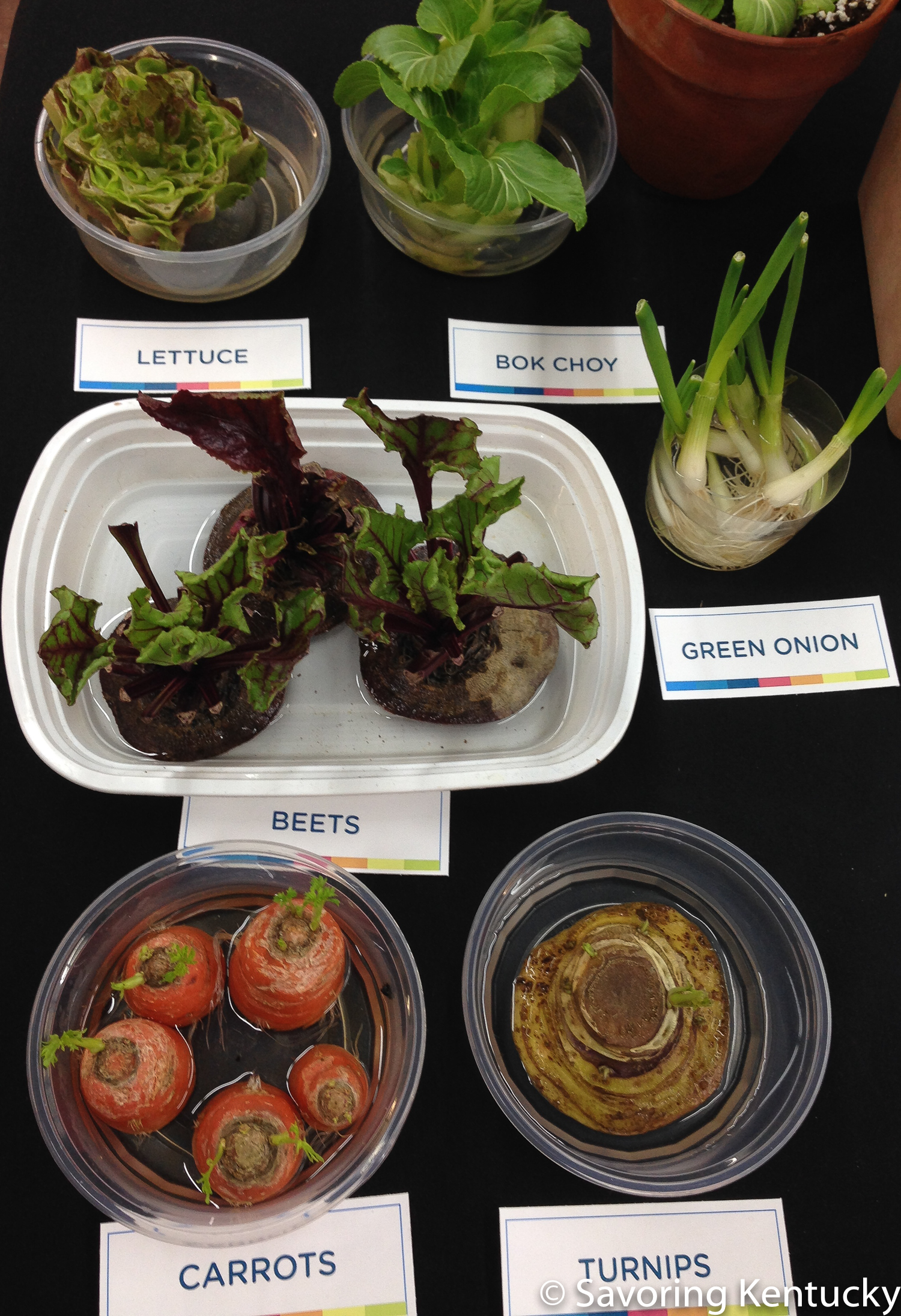 Some veggies regrow—some.