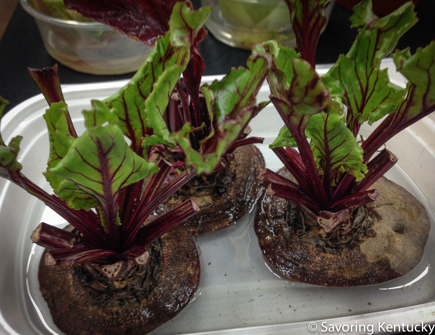 Beet greens fans, rejoice!