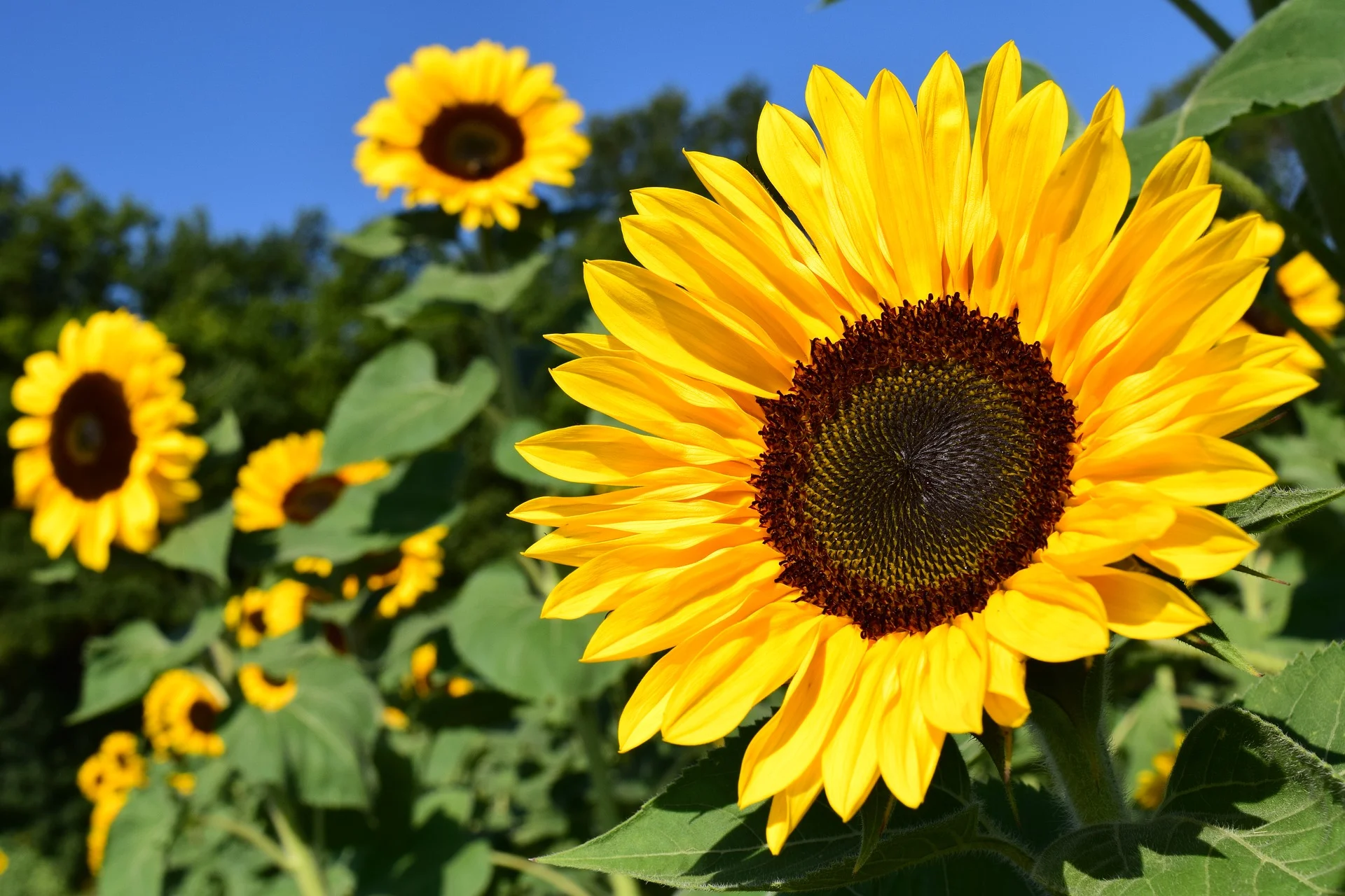 Photo via: Pixabay Creative Commons CC0 --Thank you!