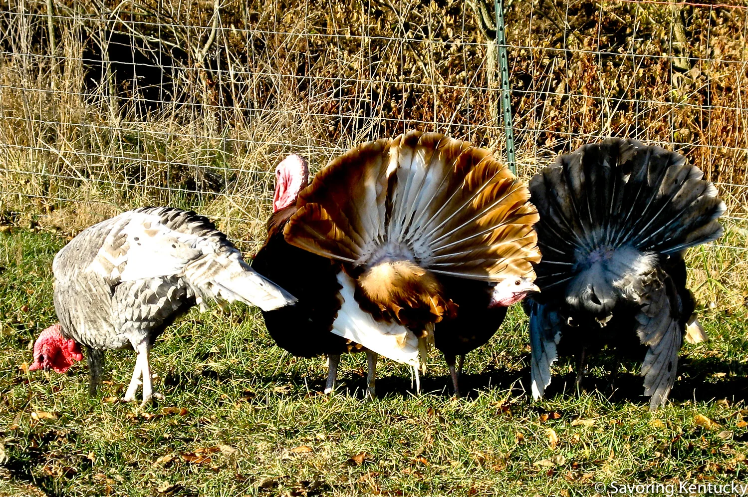 Turkeys on pasture at Elmwood Stock Farm, Georgetown, Kentucky