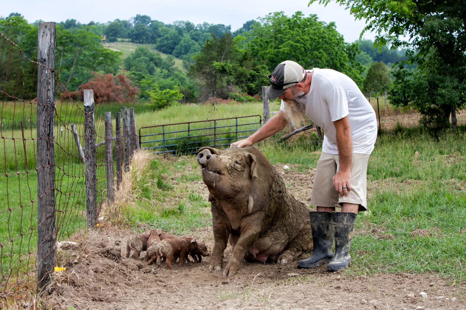 Travis Hood and Lucy, his first Red Wattle sow, with her 2014 summer litter. Photo by Sarah Jane Webb : Thank you!