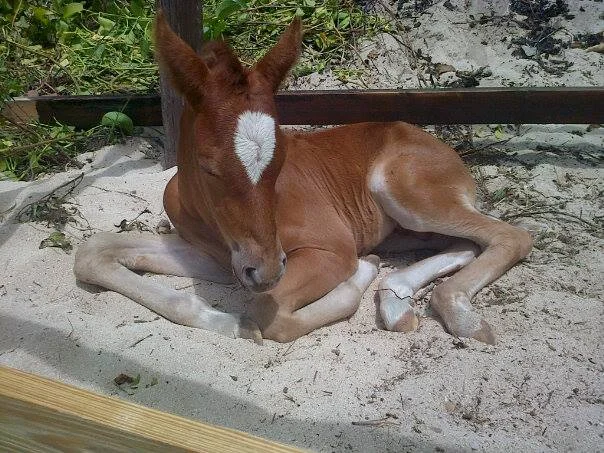BABY HORSE.jpg