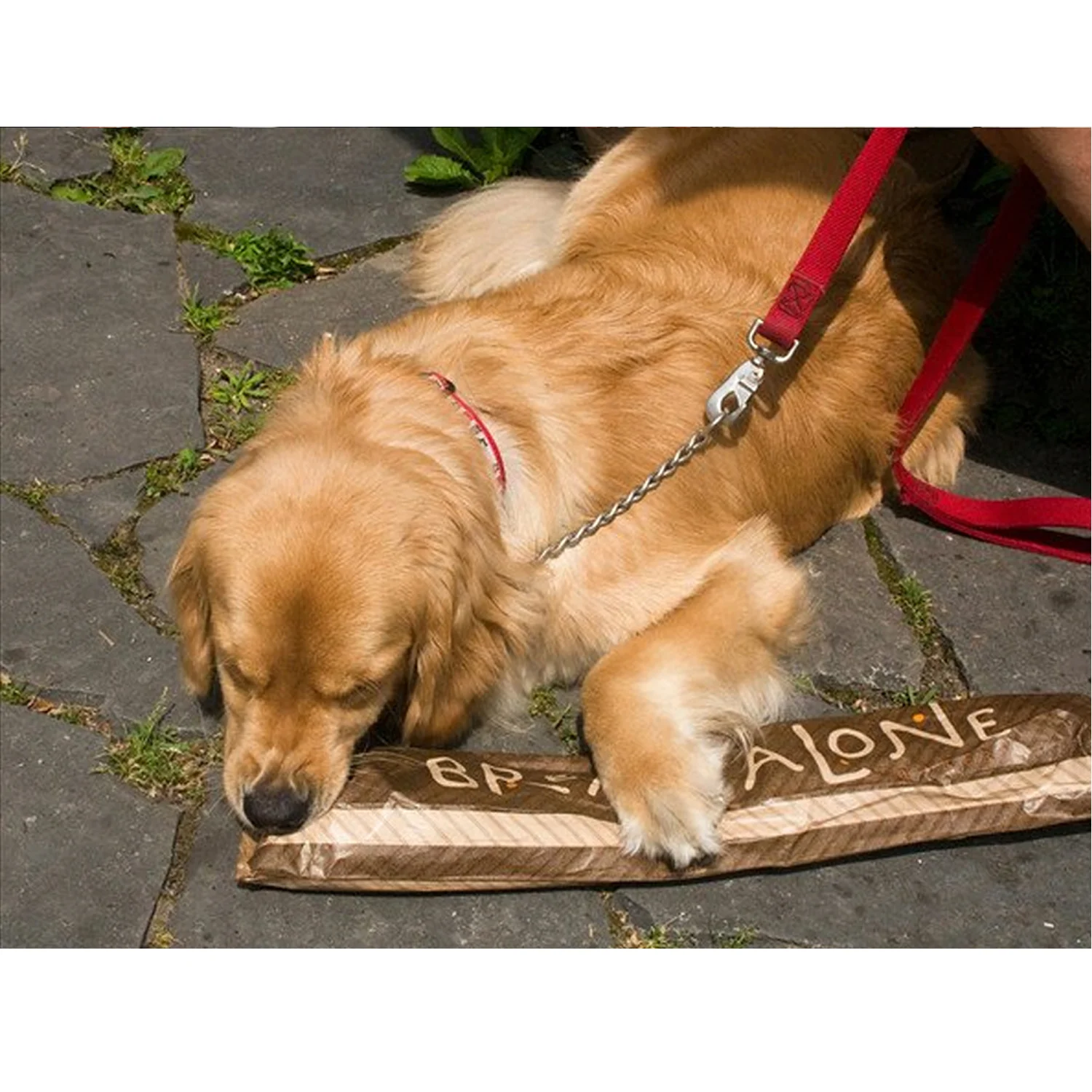 breadalonedoggie.jpg