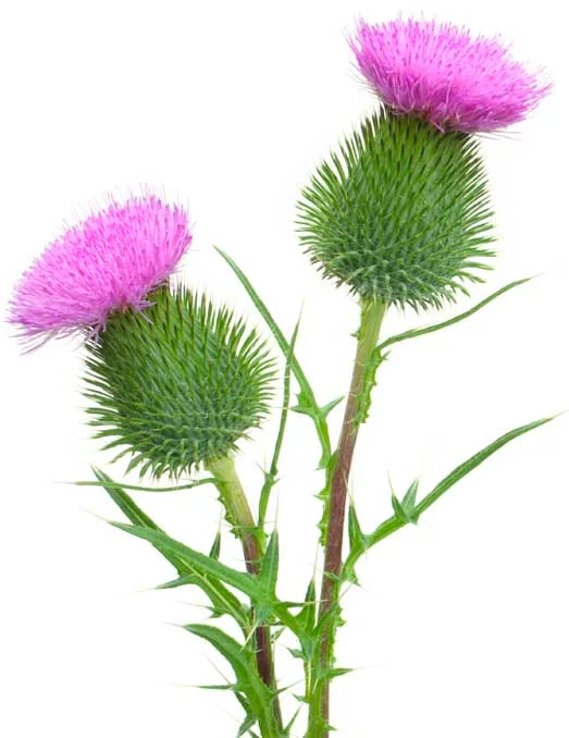 thistle.jpg
