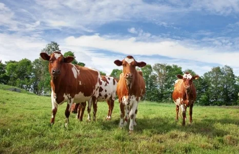 Cow_SForest-40_web.jpg