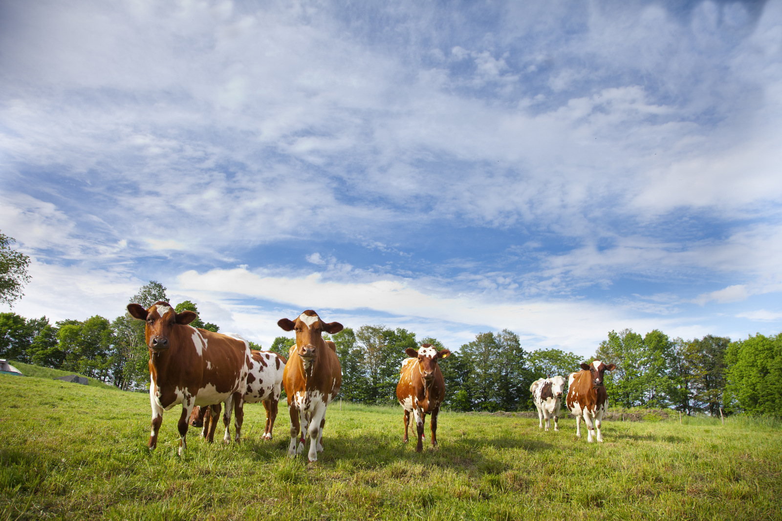 Cow_SForest-40.jpg