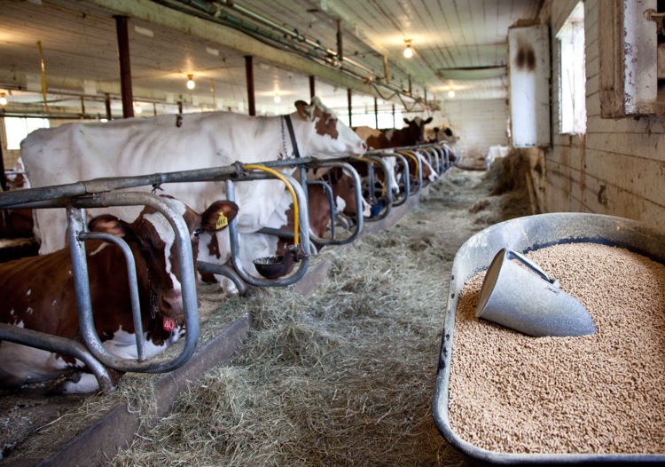 Cows_SForestsm_web.jpg